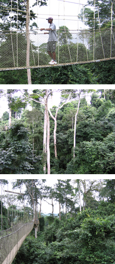 Canopy walk in Kakum Park