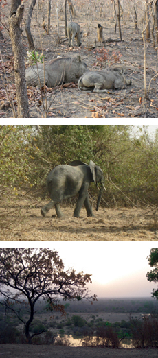 Wildlife and Scenery at Mole Park