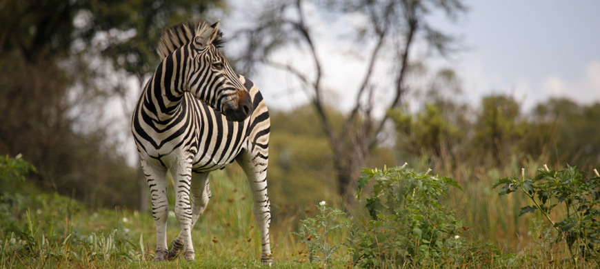 zebra